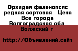 Орхидея фаленопсис редкая сортовая › Цена ­ 800 - Все города  »    . Волгоградская обл.,Волжский г.
